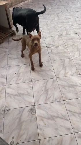 Filhote pitbull Doação 
