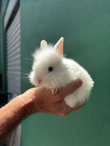 Mini coelhos mestiços