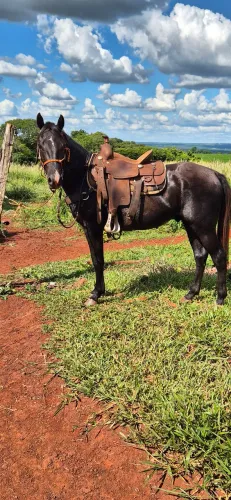 Potro quarto de milha