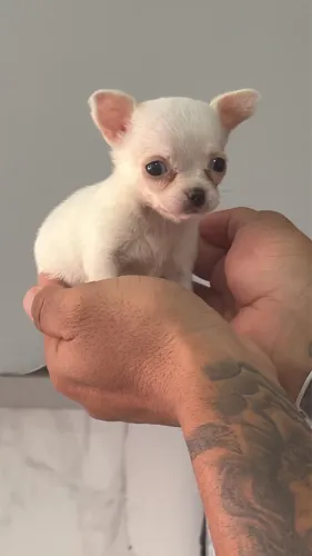 chihuahua  Dengoso e muito pequeno