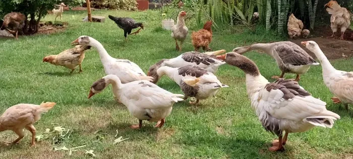 Aves ,Angola,ganso,galinha caipira,franguinho e franguinhas
