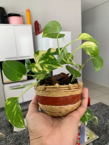 Planta Jibóia em vaso artesanal