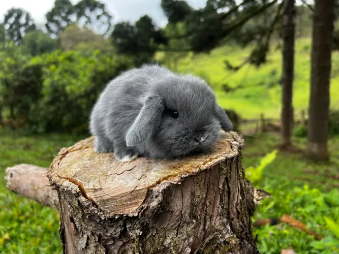 Mini lop