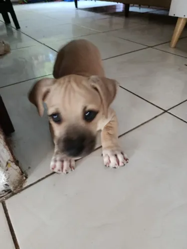 Filhotes pitbull