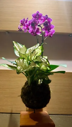 Venda de kokedamas 