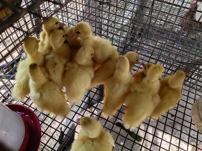 Filhotes de Patos Gigantes Alemão 