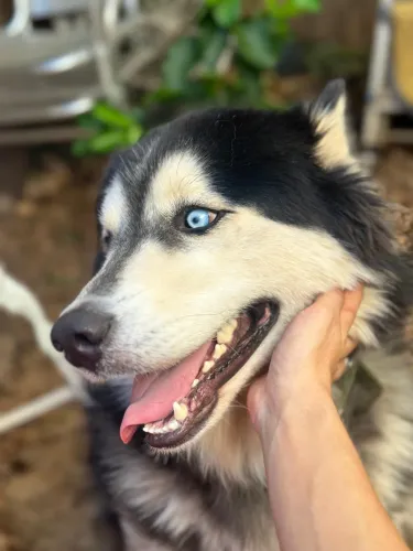 Procuro namorada Husky Siberiano