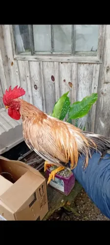Galos