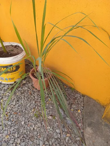 Vendo algumas mudas de plantas