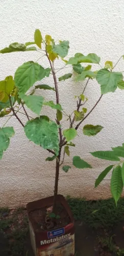 Muda de Urucum.