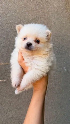 Lindos filhotes de Spitz alemão fêmea e machinho
