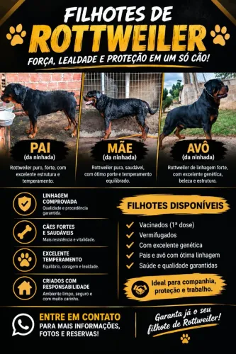 FILHOTES DE ROTWAILLER