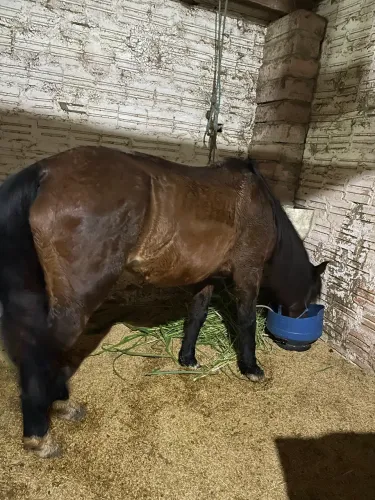 Vendo égua zaina boa de laço ,super mansa 
