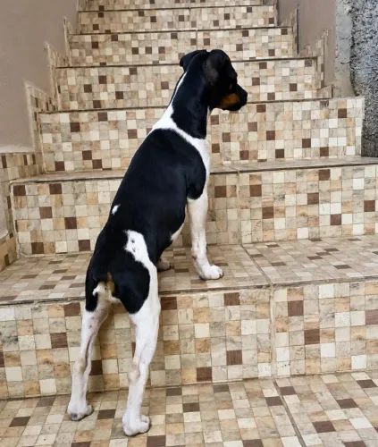 Filhote Fox Paulistinha (Terrier Brasileiro)