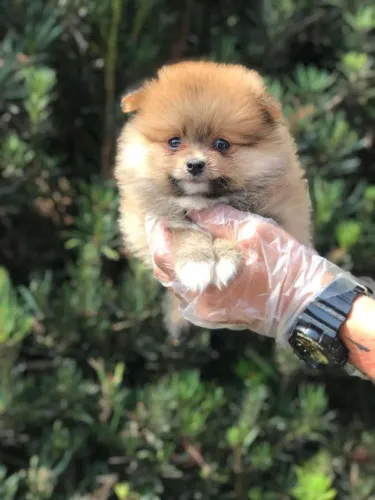 O mais fofo filhote de spitz alemão 