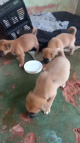 Doação de filhotes de cachorro todos machos