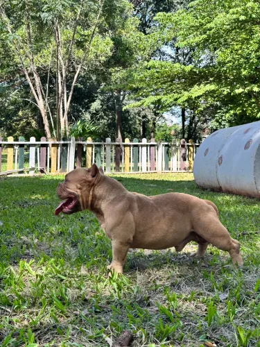 American Bully Micro ( Cobertura )