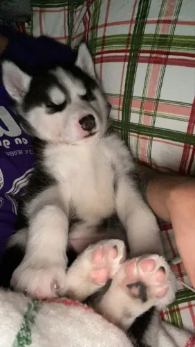 Husky siberiano Um filhote para quem procura excelência
