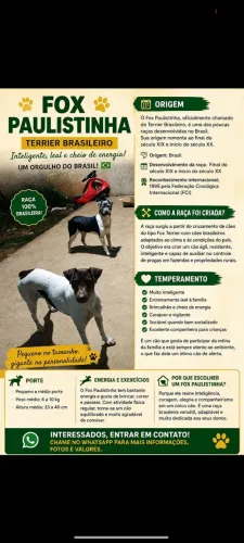 Fox paulistinha 