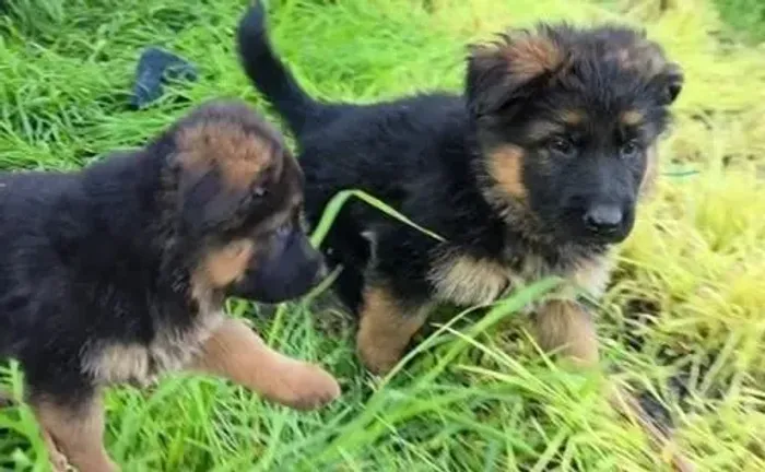 Pastor alemão amor de quatro patas esperando uma família