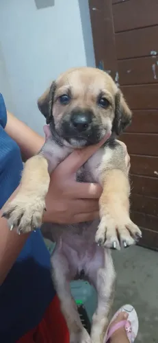 Cachorra para doação 