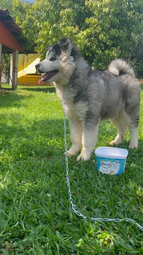 Fêmea Husky Siberiano