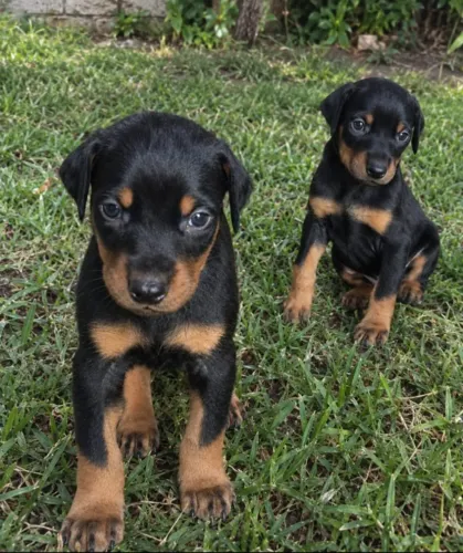 Filhotes de Doberman
