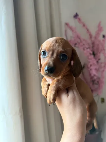 Baby Dachshund(SALSICHINHA) FÊMEA!
