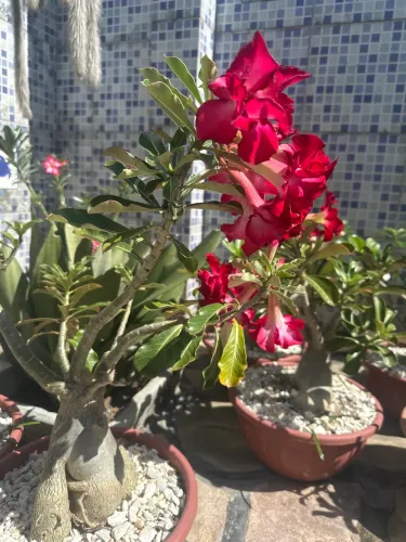 Rosas do deserto