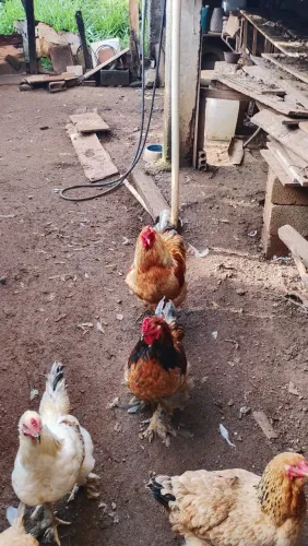 Vendo galinha e galo Brahma