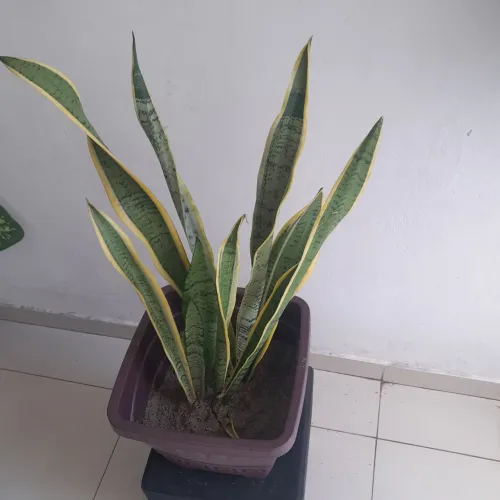  Jarro grande Planta comigo ninguém pode 
