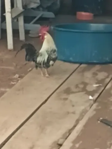 Galo garninze a venda 