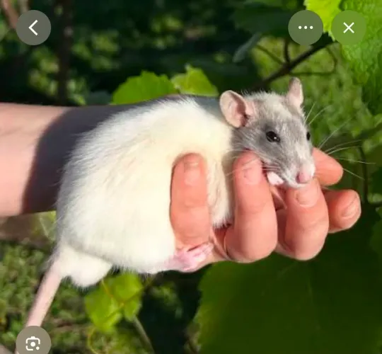 Vendo Ratos / alimentação de cobras