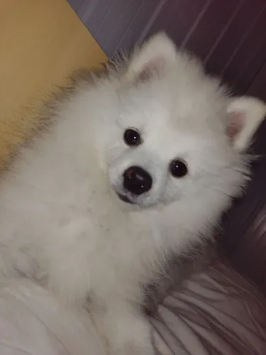 Spitz alemão machinho filhote