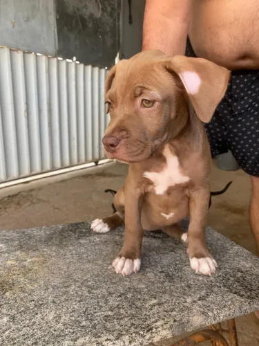 Cachorro fêmea, Pitt moster 1 mês e 25 dias
