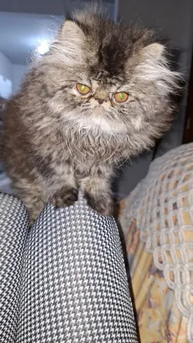 Animais