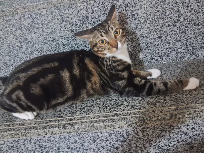 Gato tigrado maravilhoso 