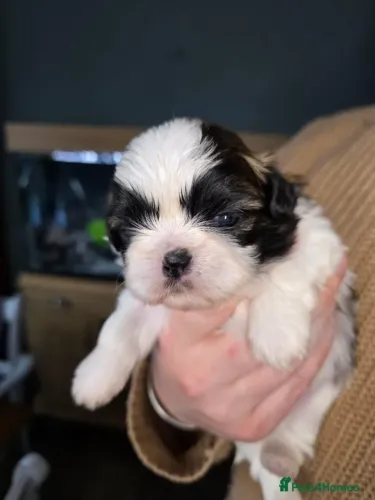 Cachorro filhote shih tzu/shitzu super dócil de linhagem selecionada