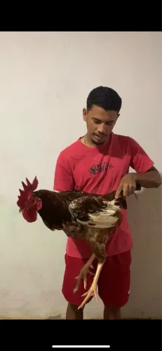 VENDO GALO DE CAPOEIRA MESTIÇO COM GSB