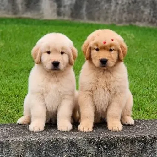 Doação de 2 Golden filhote - vou mudar de pais