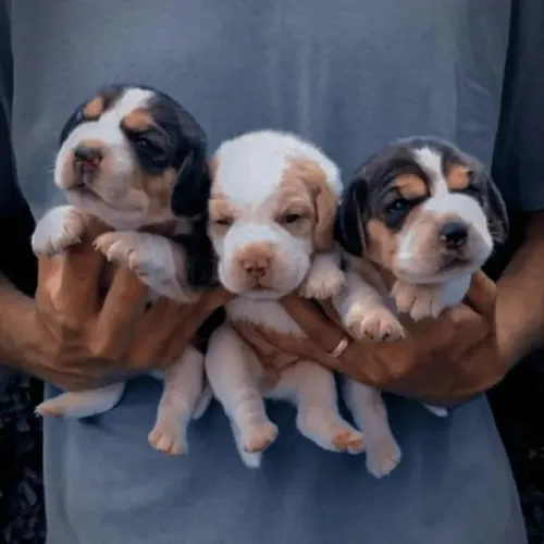 Filhotes de Beagle | A companhia que faltava