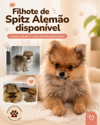 Filhote Spitz Alemão (Lulu da Pomerânia) - 3 meses