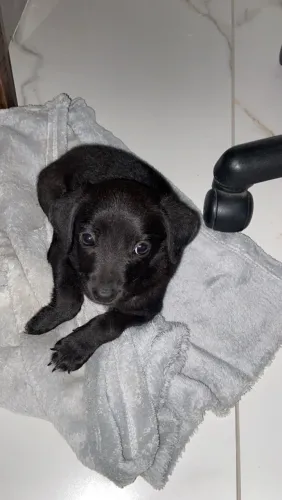 Filhote de cachorro macho para doação 