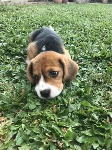 filhote Beagle, O rabinho que não para de abanar pode ser seu!