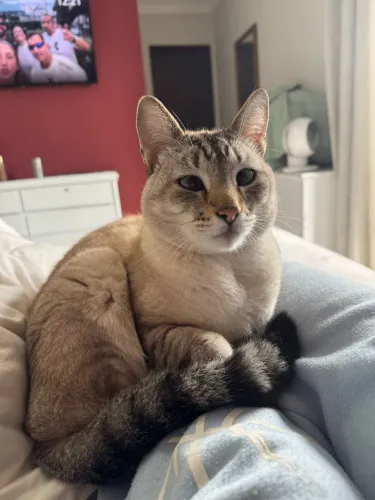 Gato castrado e vacinado 