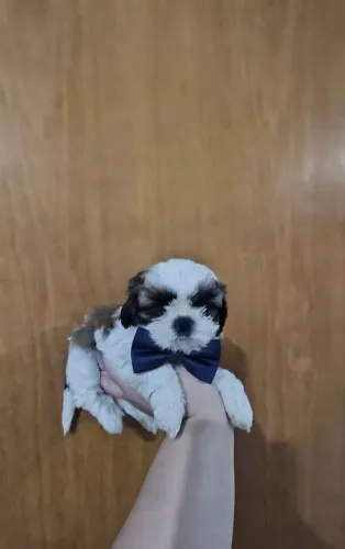 Filhote de Shih Tzu macho