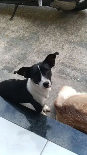 Doa-se filhote macho, porte pequeno, mistura com salsicha.