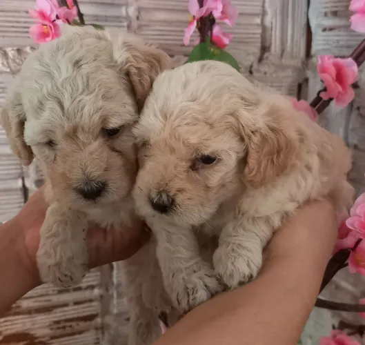 VENDA DE POODLE