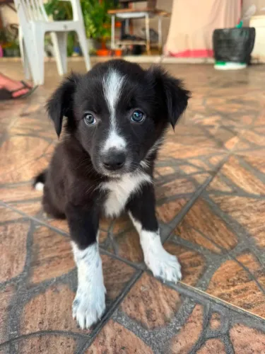 Border collie fêmea