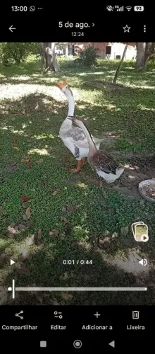 Casal de ganso novo ( tipo sinalizador)
